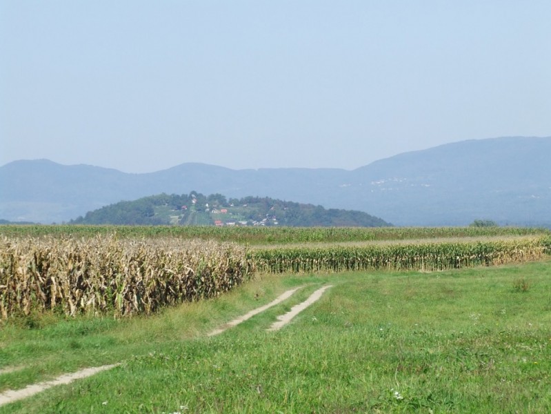 Figure 4. The hillfort at Kučar, Slovenia, sits within a concentration of Early Iron Age burial mounds, many of them marking the edges of routeways: this view is taken from an area of potentially contemporary lowland settlement at Griblje (photograph: I. Armit).